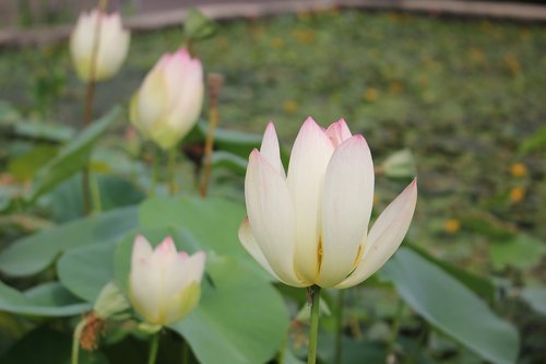 lotus  lotus leaf  pond