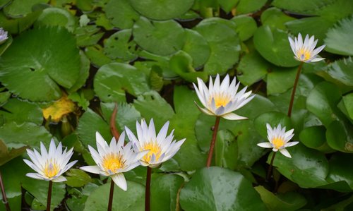 lotus  flowers  pond