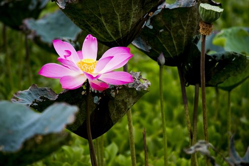 lotus  beautiful  flower