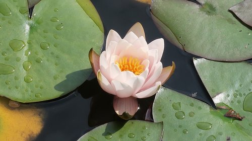 lotus  water lily  england