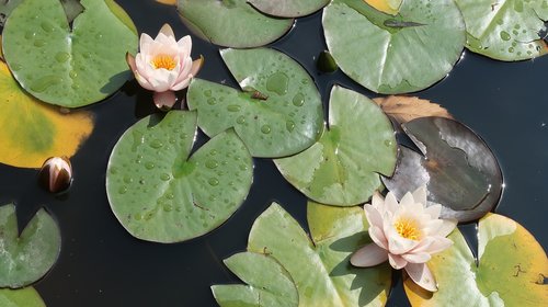 lotus  water lily  england