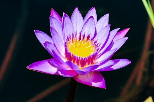 lotus  flower  water