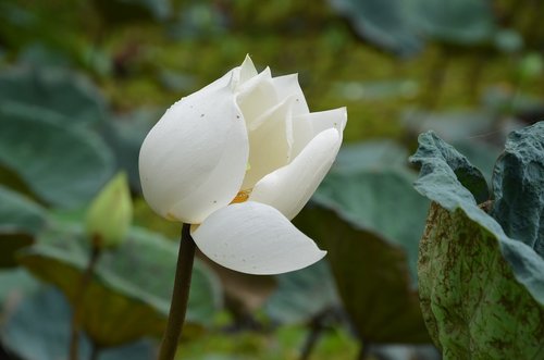 lotus  flower  blooming