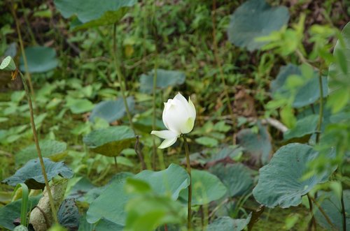 lotus  flower  ao