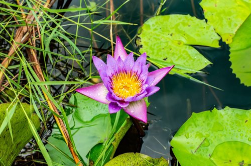 lotus  flower  water