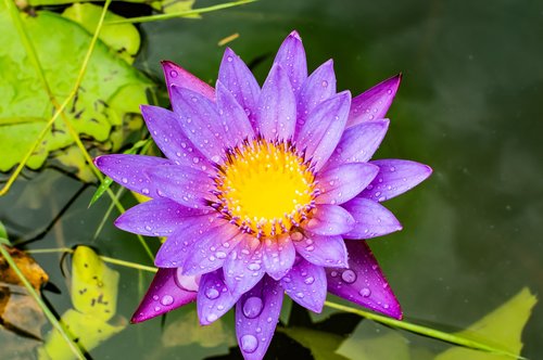 lotus  flower  water
