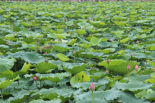 lotus  leaf  lake