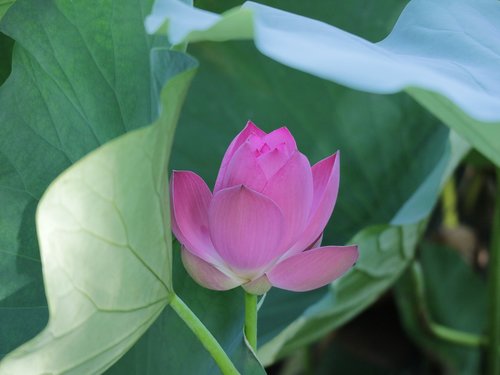 lotus  pink  green