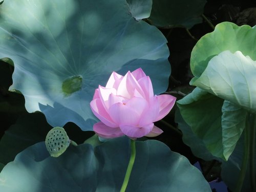 lotus  pink  green