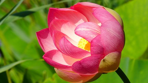lotus  plant  blossom