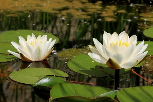 lotus  aquatic plant  lotus flower
