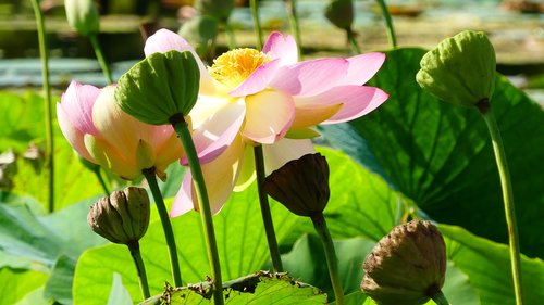 lotus  flower  aquatic plant