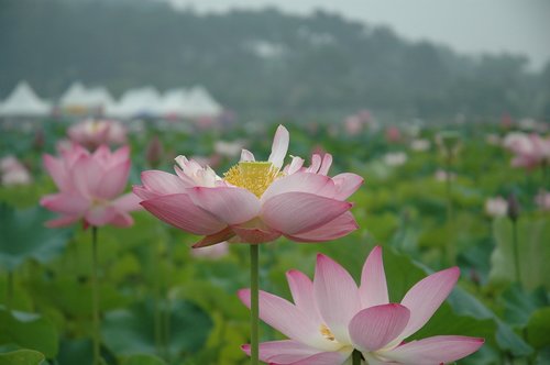 lotus  flowers  nature