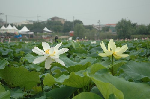 lotus  flowers  nature
