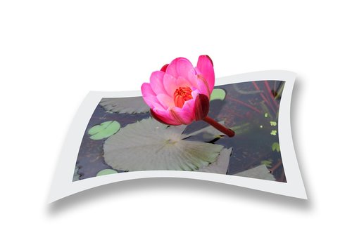 lotus  flower  nature