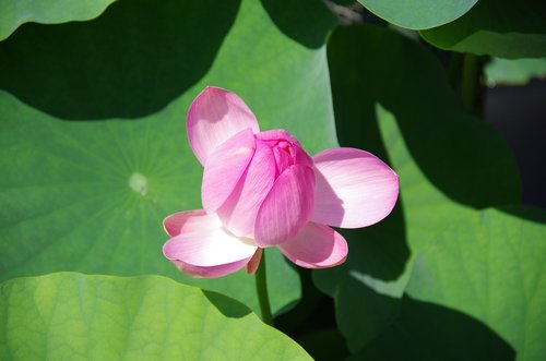 lotus  flowers  pond