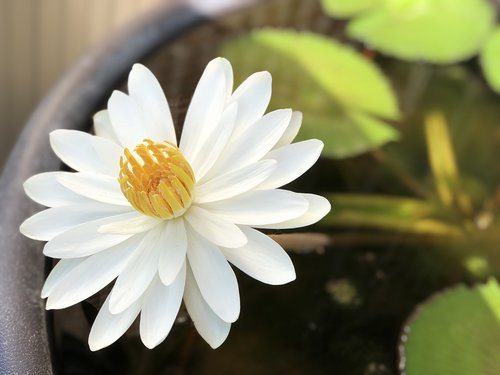 lotus  white  bloom