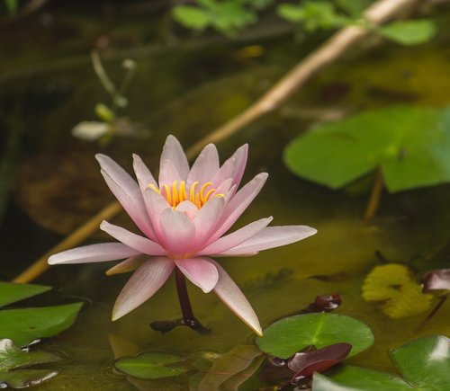 lotus  flower  pink