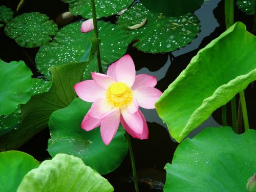 lotus leaf blossom