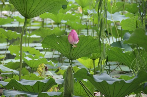 lotus  willow  lotus leaf
