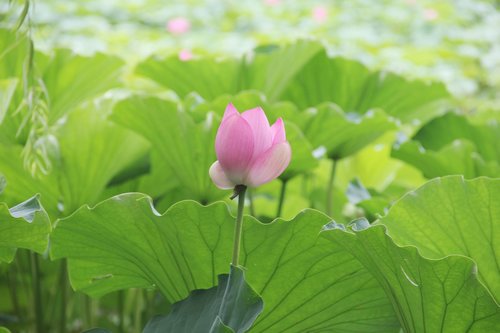lotus  pink  lotus leaf