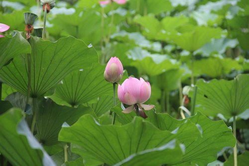 lotus  pink  green