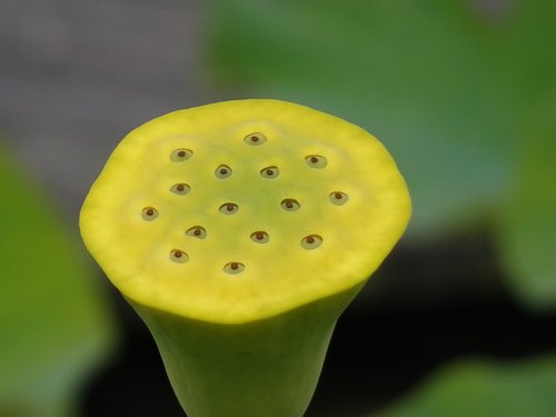 lotus  flower  fruit