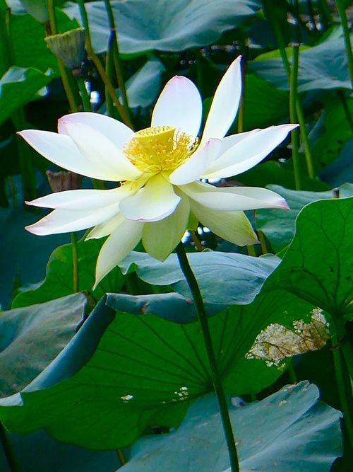 lotus  white lotus  flower
