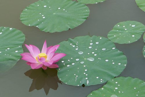 lotus  pink lotus  flower