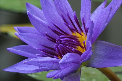 lotus  purple  the meridional lotus