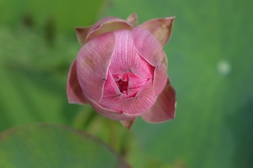 lotus  pink  water lotus