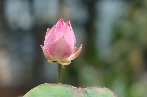 lotus  pink  water lotus