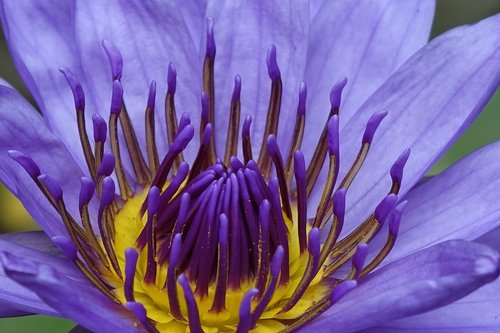 lotus  purple  蓮 perfume flowers