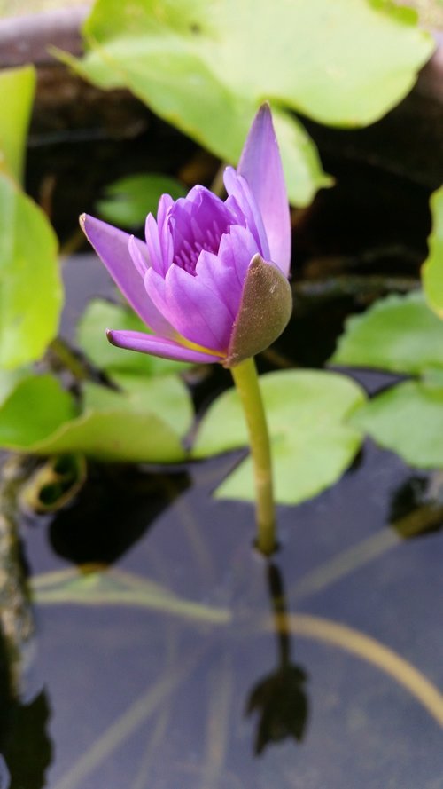 lotus  flowers thailand  purple flowers