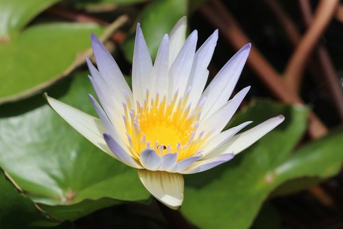 lotus  insect  aquatic plants