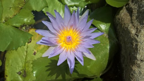 lotus  flower  lilac