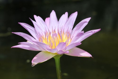 lotus  water plants  petals