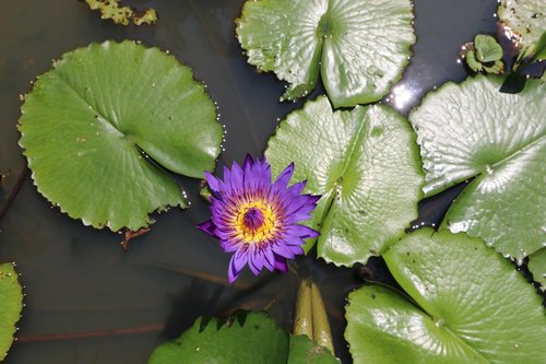 lotus  flower  pond