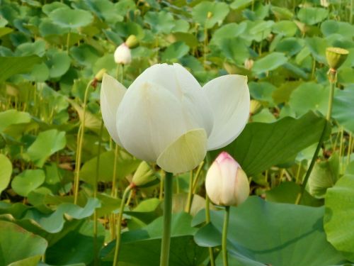 lotus lotus flower lotus leaf
