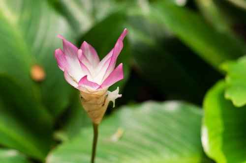 lotus  flower  nature