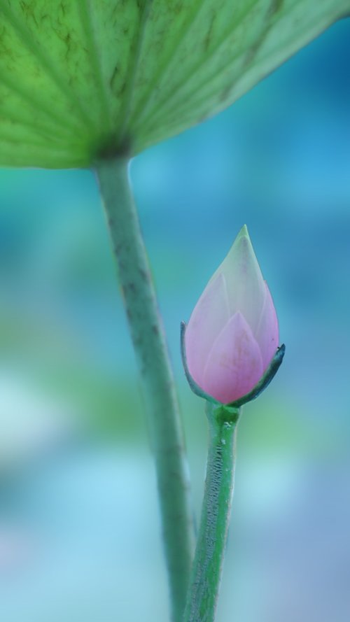 lotus  leave  nature