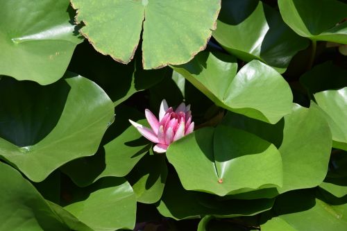 lotus pond hawthorn