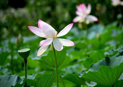 lotus  flowers  nature