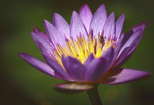 lotus  flowers  bee