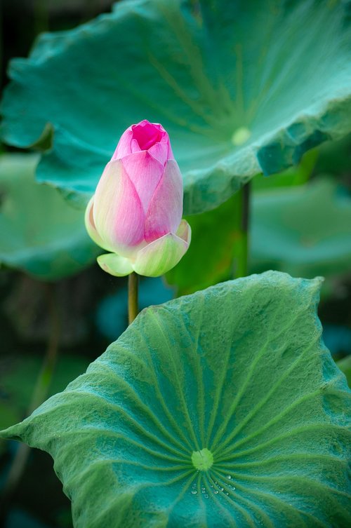 lotus  green  pink