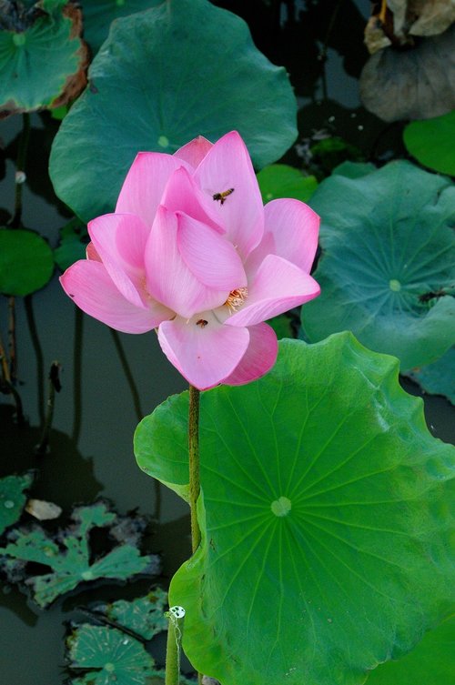 lotus  newly blooming flowers  pink lotus