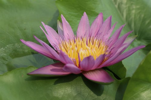 lotus  flower  pink