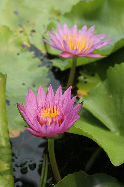 lotus  water lily  pink