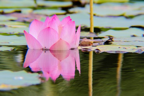 lotus  plant  flower