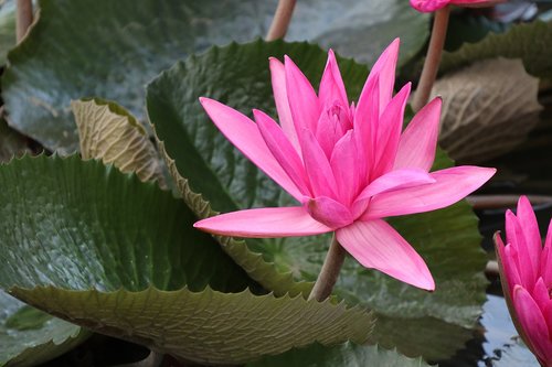 lotus  pink  waterlily